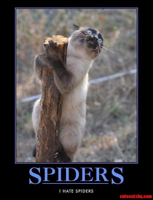 Kitty Nope