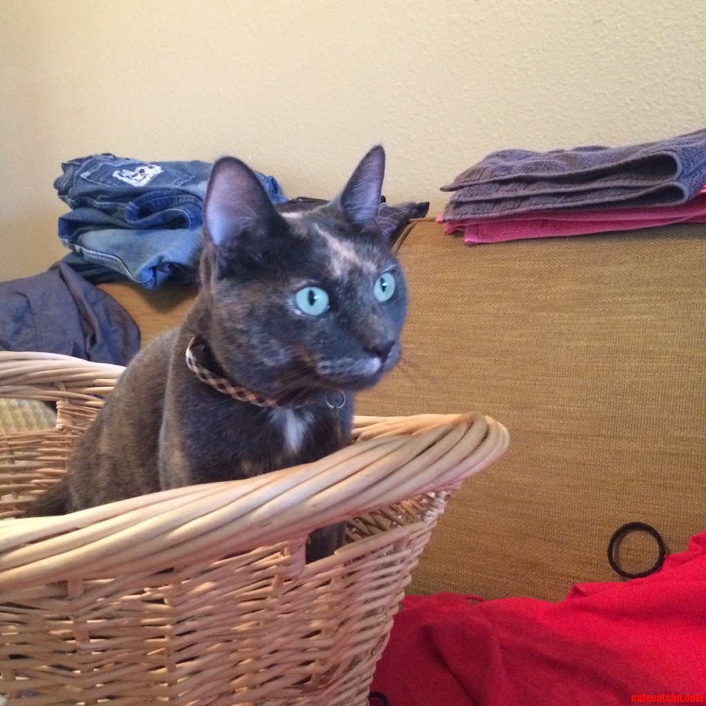 Laundry Day