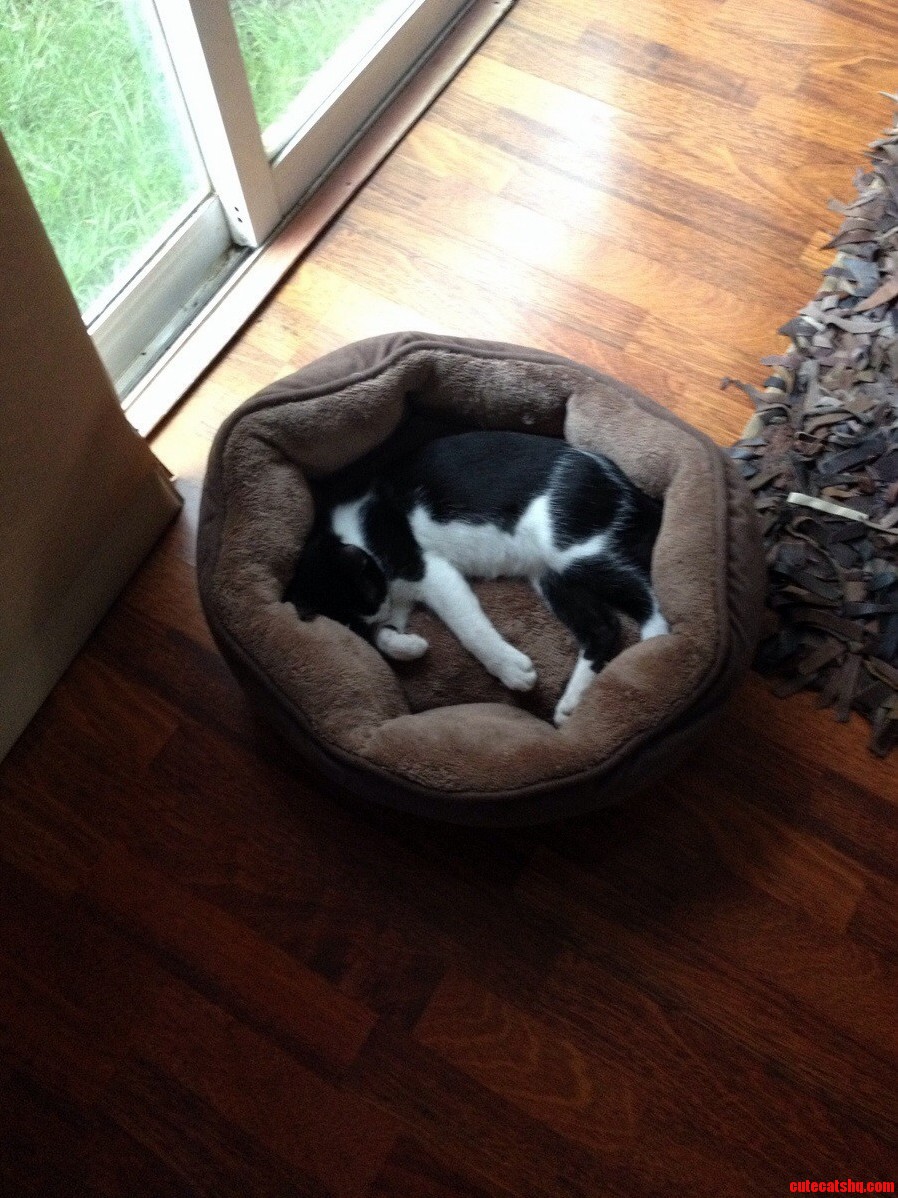 Lazy Cat