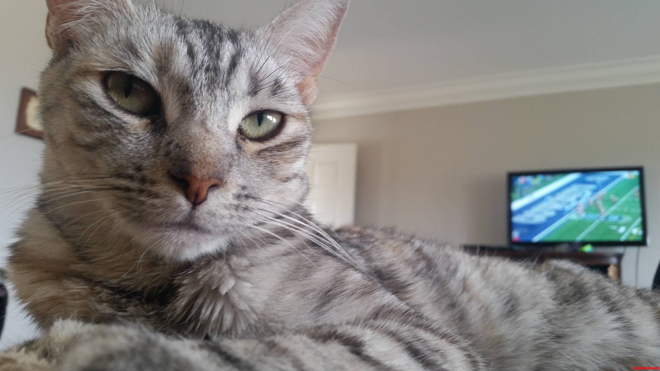 Lazy Sunday Football with This Little Fur..