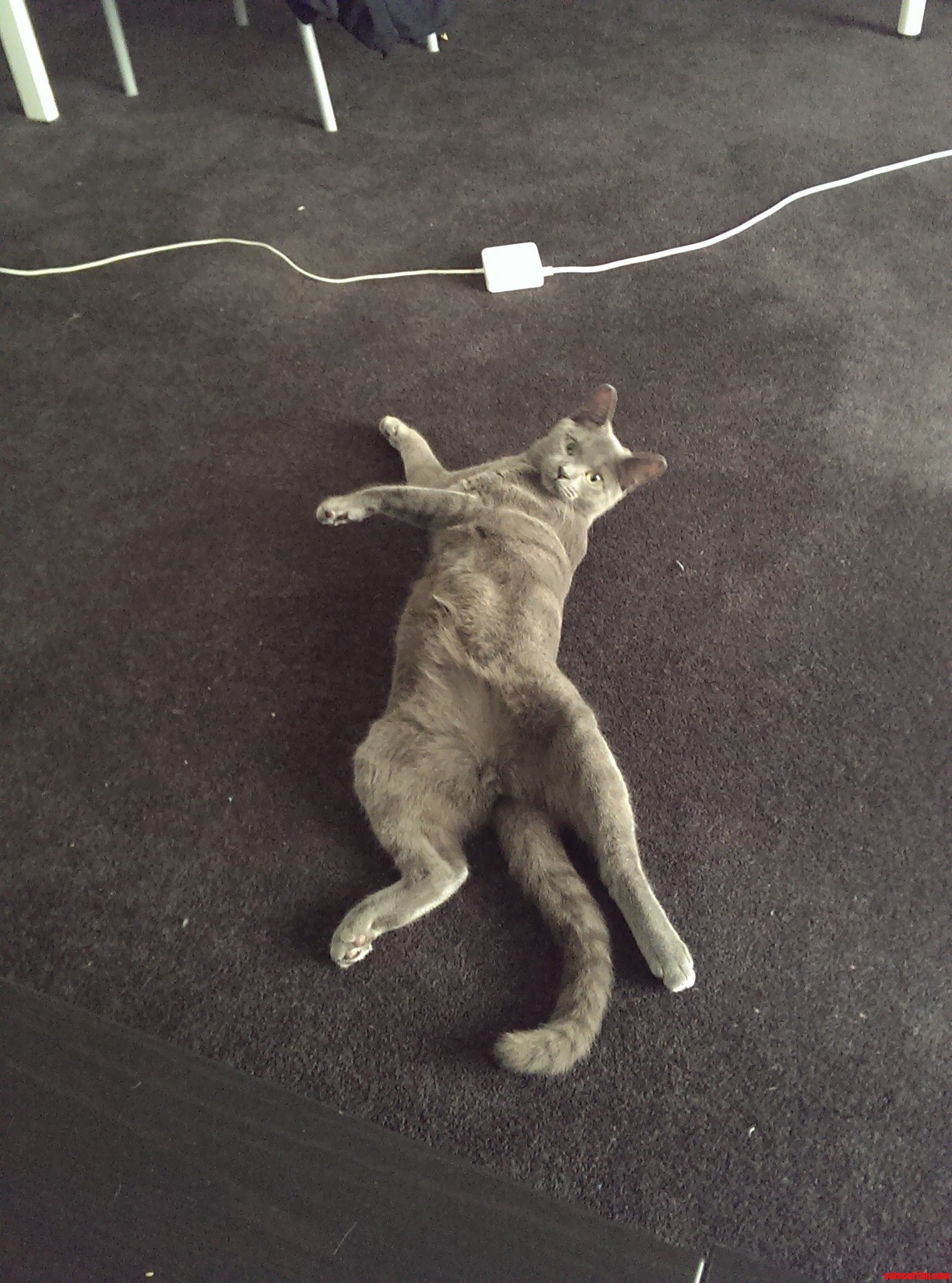 Lemme Do a Little Dance for You
