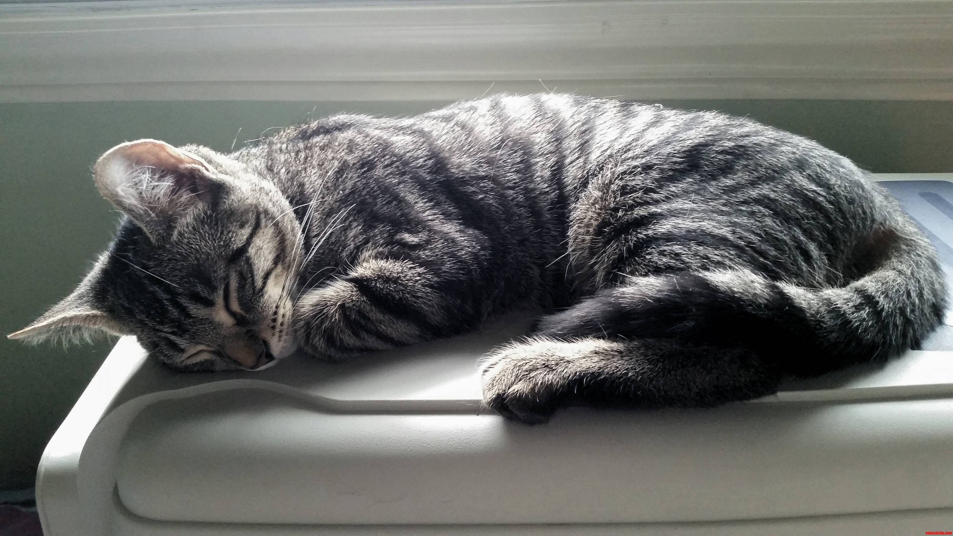 Lila Having a Nap in the Sun.