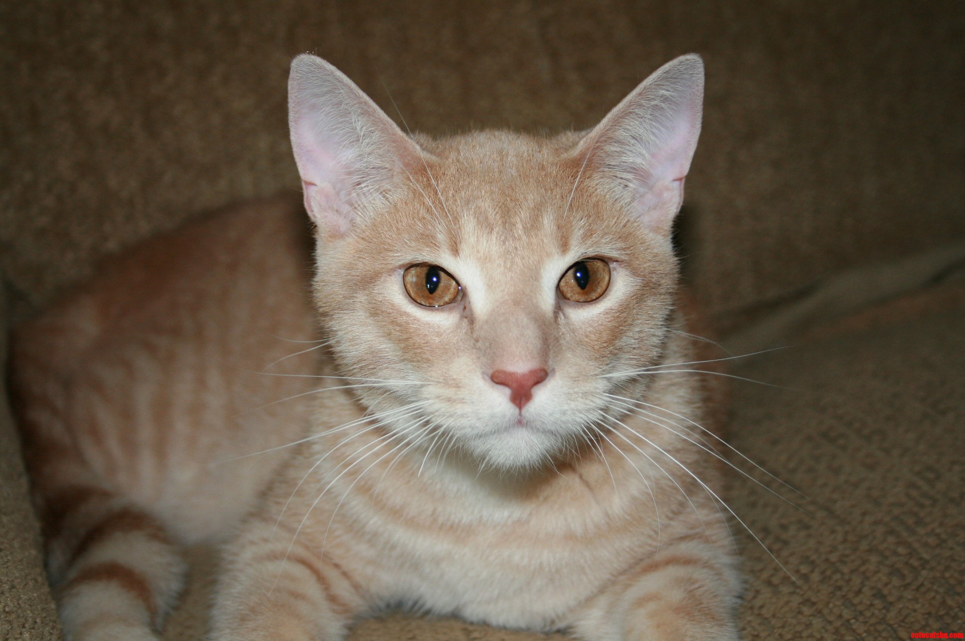 Loki Looked Very Photogenic Today