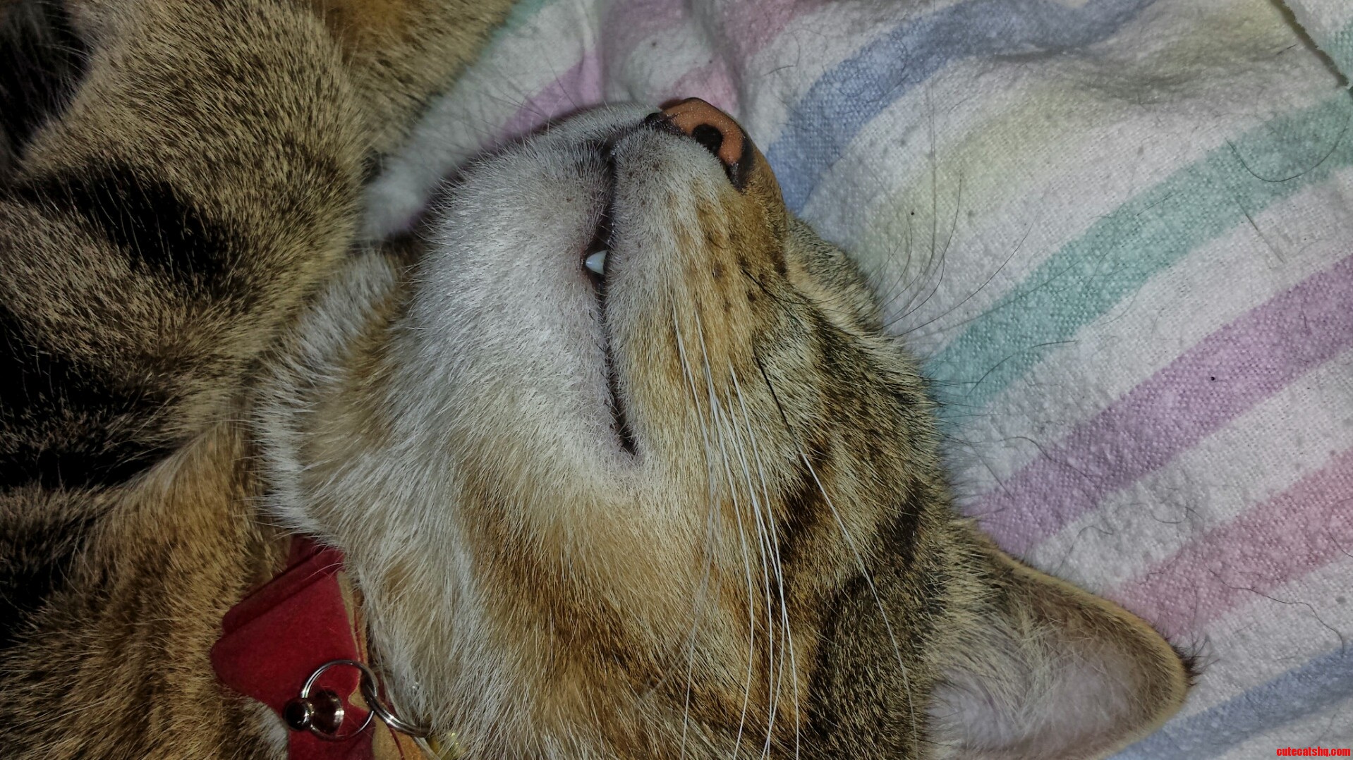 Look at His Cute Little Fang
