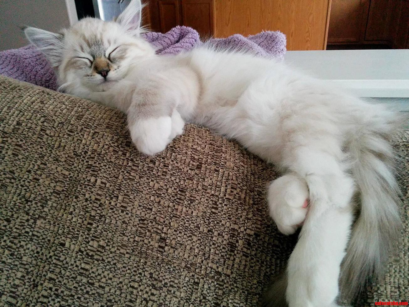 Marty Expresses How She Feels on Caturday