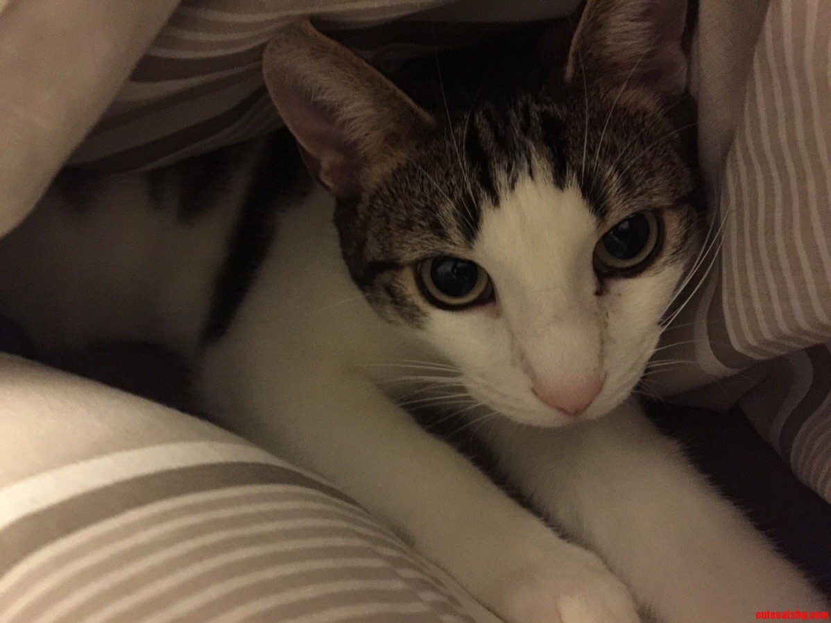 Meet 2yr Old Heidi. Duvet Destroyer Heartbreaker.