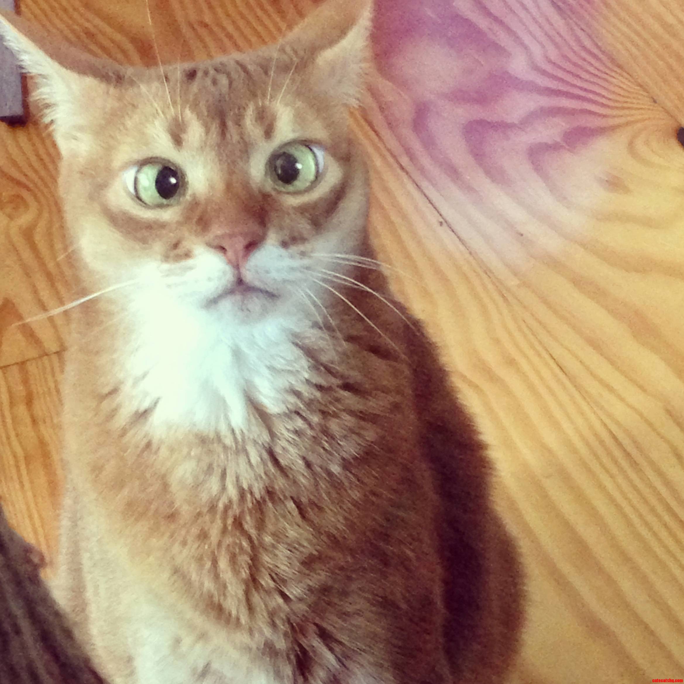 Meet Cooper My 12 Yo Cross-eyed Abyssinian