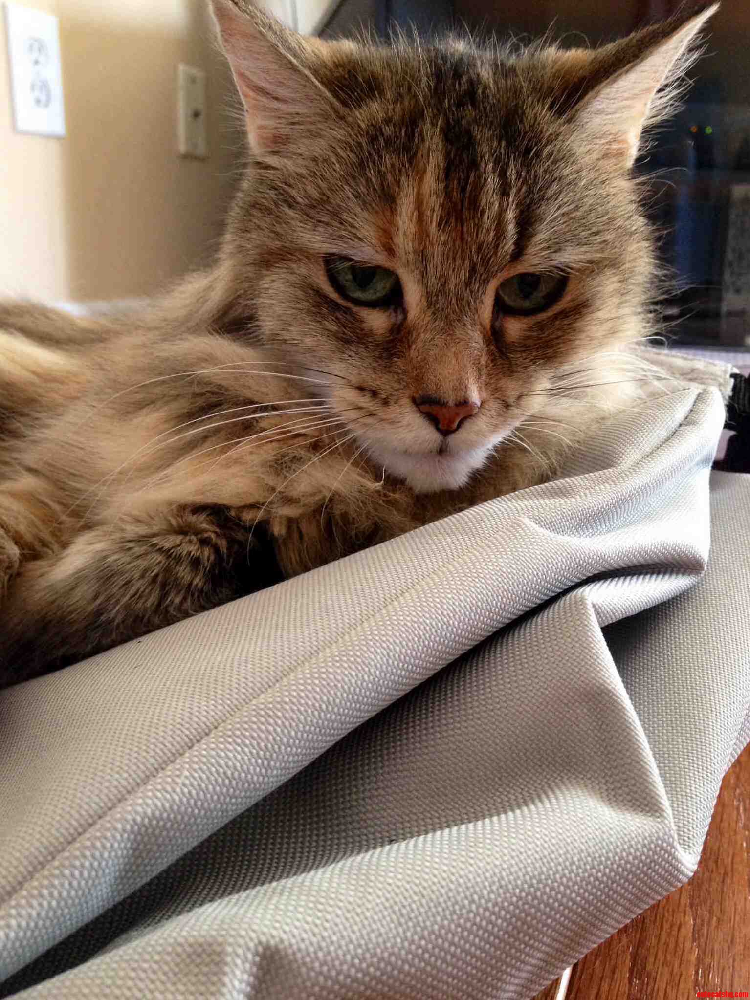 Meet Francis. I Adopted Her When I Was 13 Im Now 34.