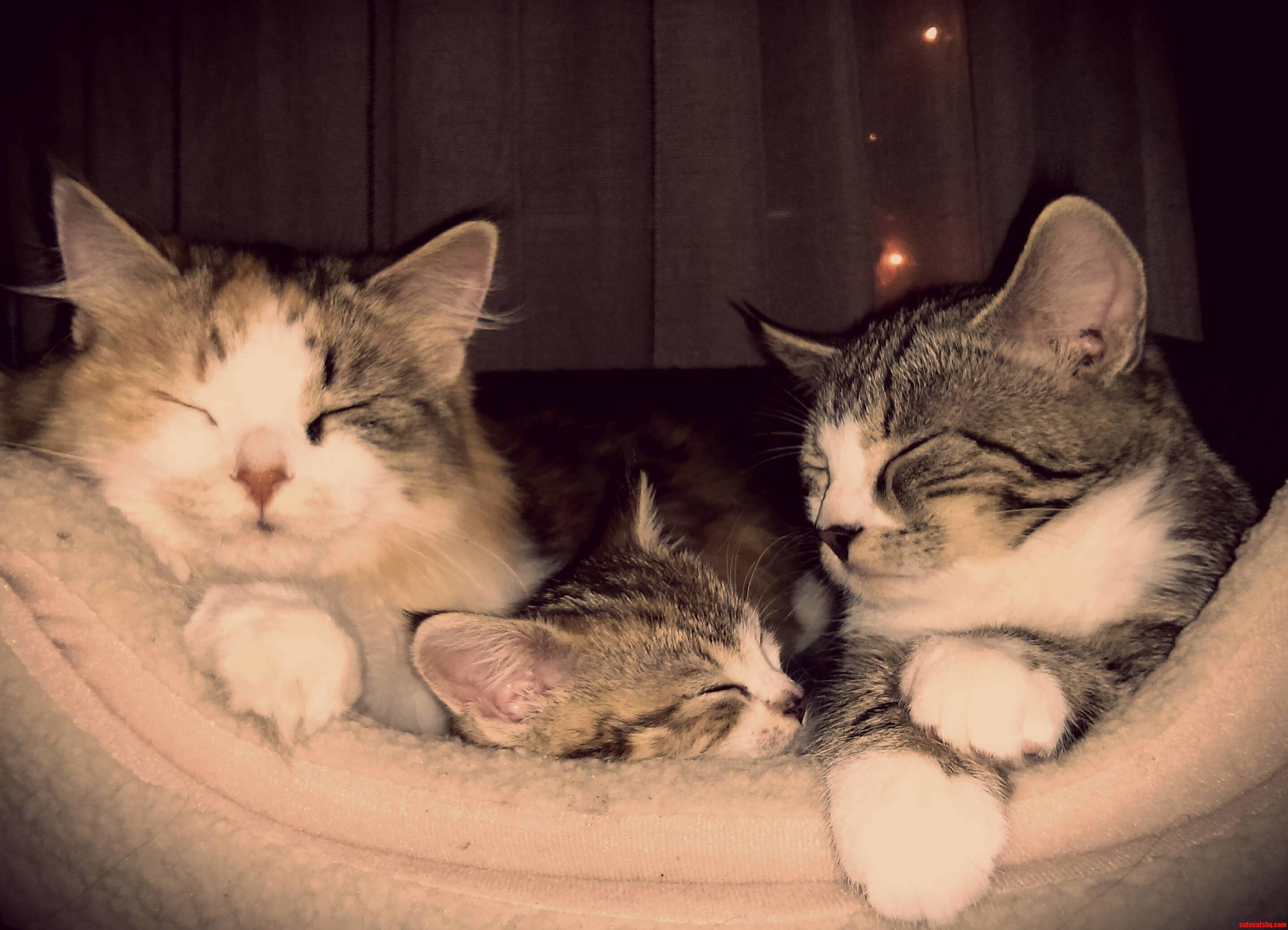Meet Helen Ava and Merle.