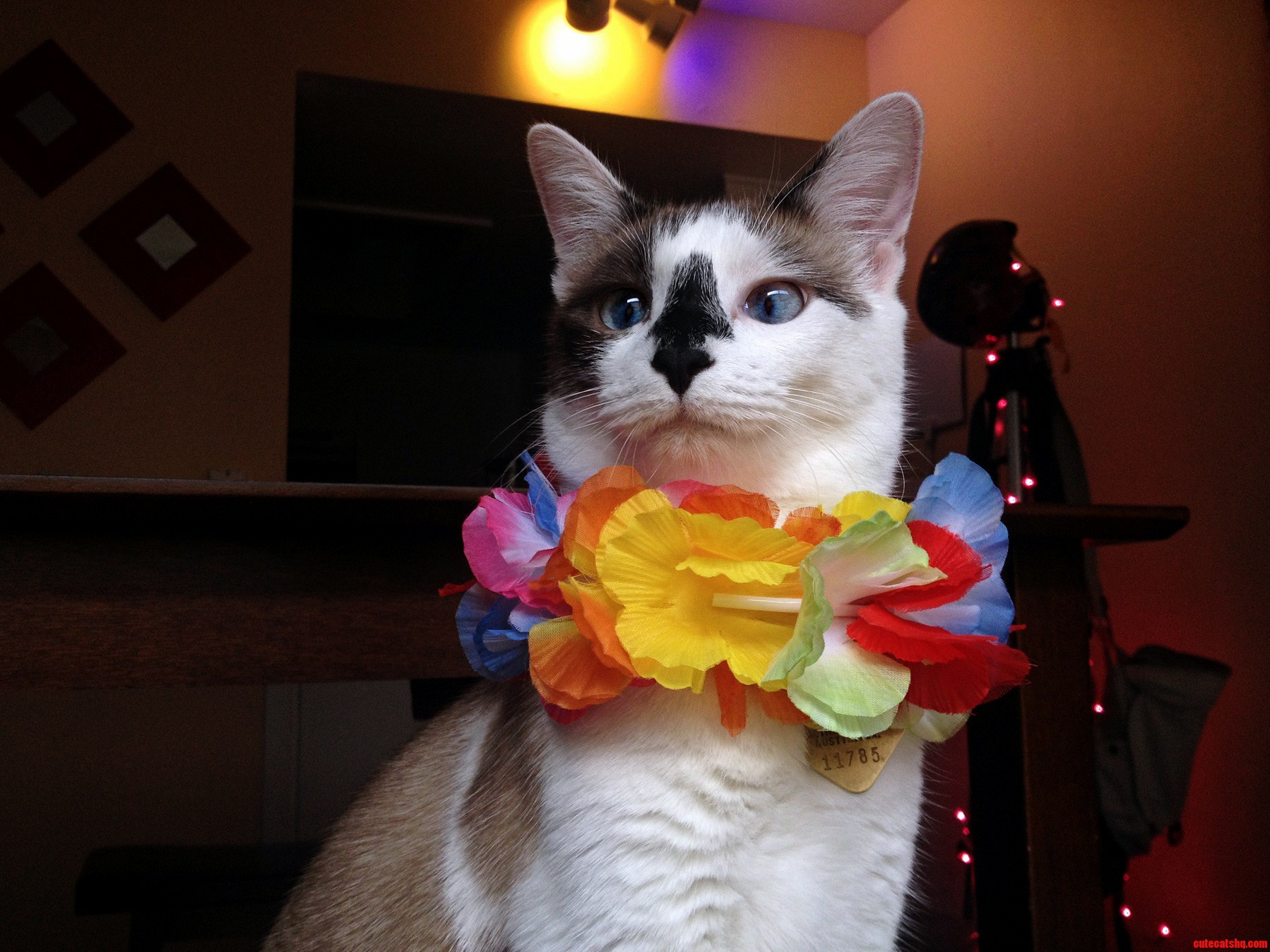 Meet Jelly Bean She Is 1 Year Old This Month.