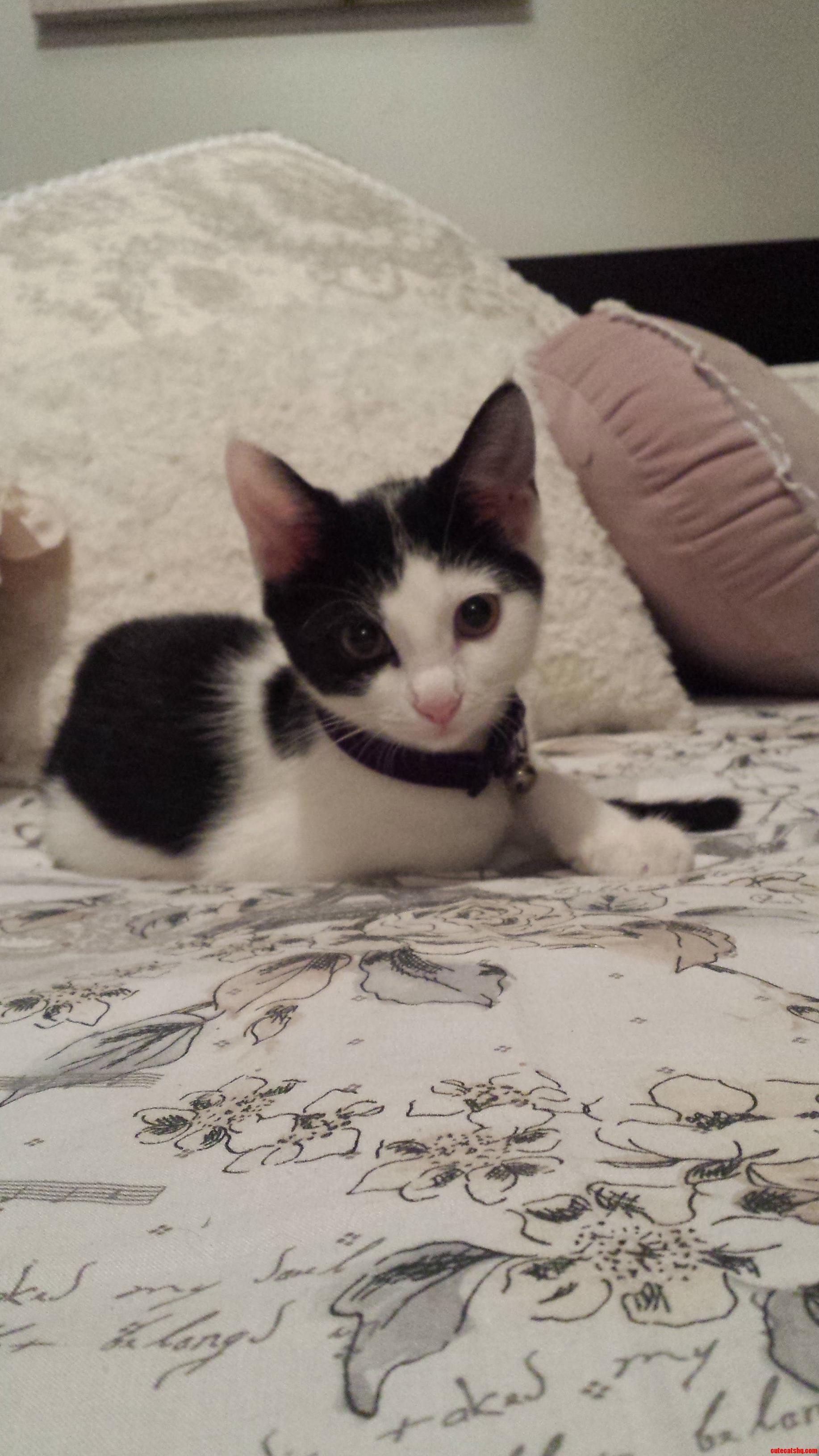 Meet Mila