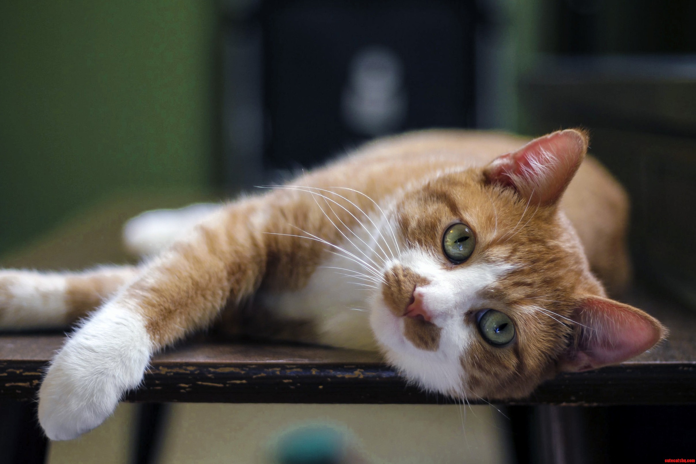 Meet My Adopted Stray Sanchez.