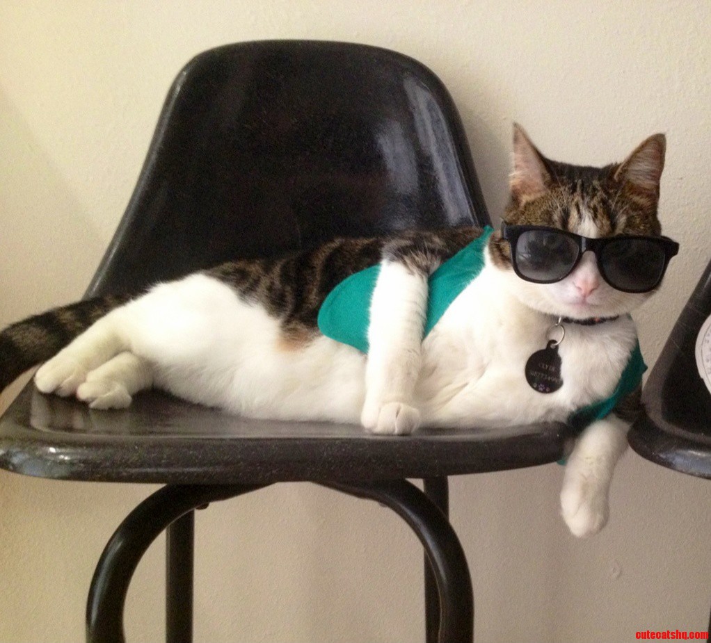 Meet My Cat Clyde Who Is Cooler Than I Will Ever Be