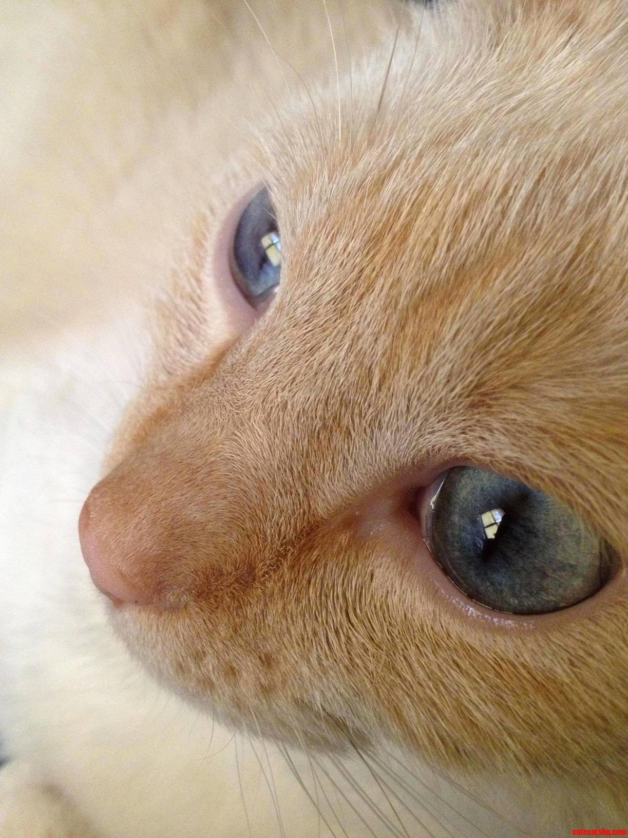 Meet My Flame Point Deigh. His Eyes Still Amaze Me...