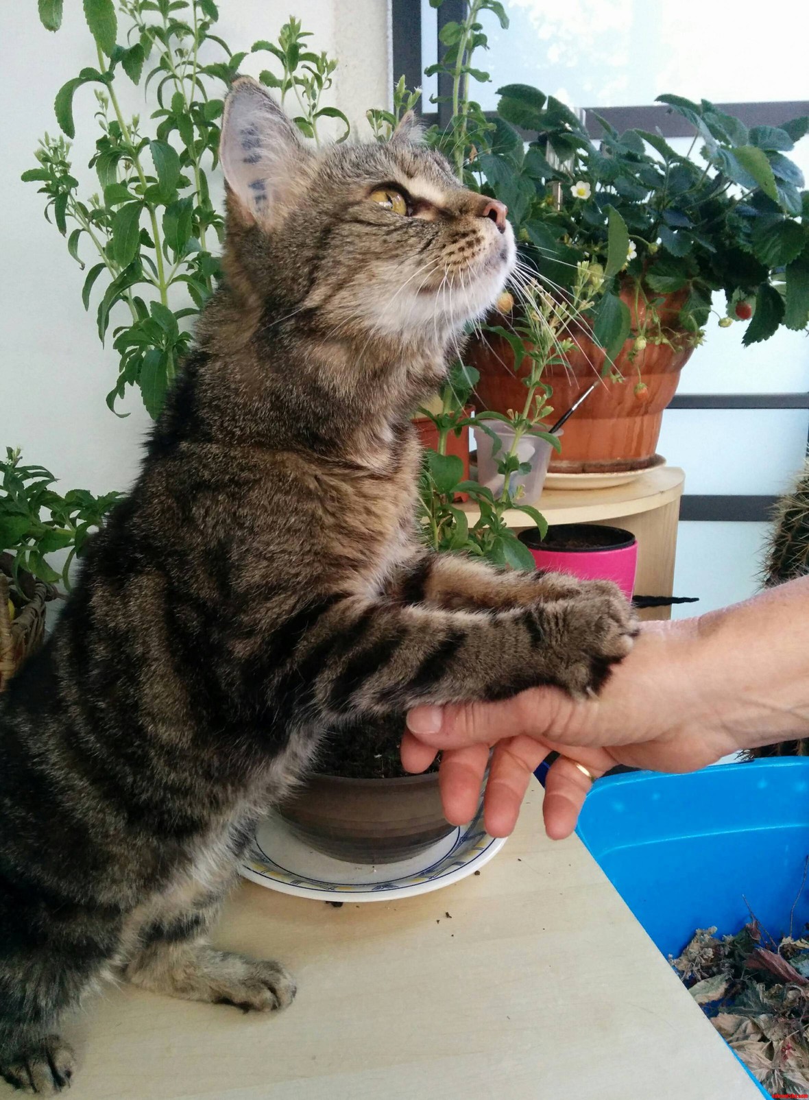 Meet My Moms Sweet 17yo Cat Granny Silvia