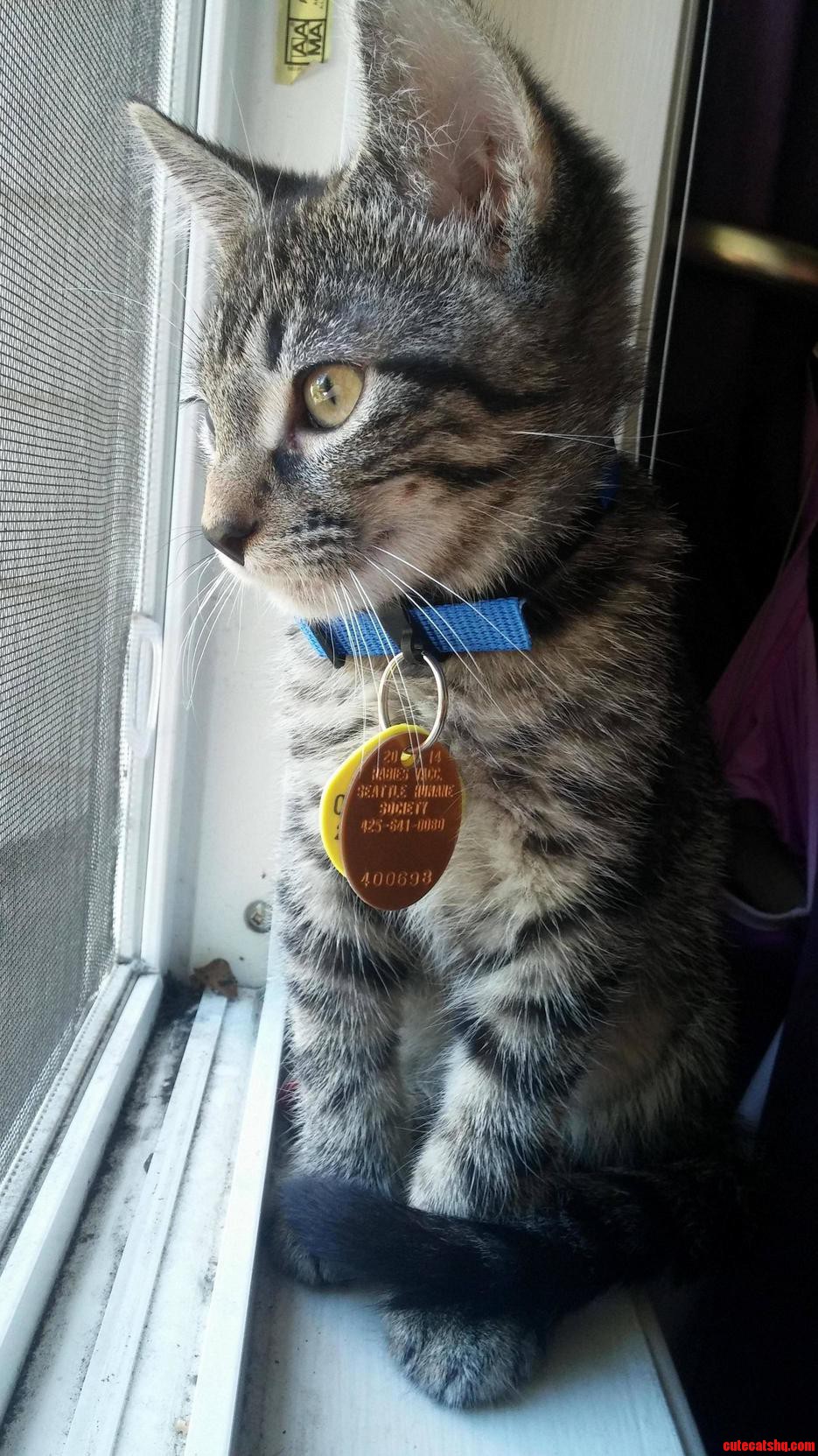 Meet My New Handsome Fella Watson.