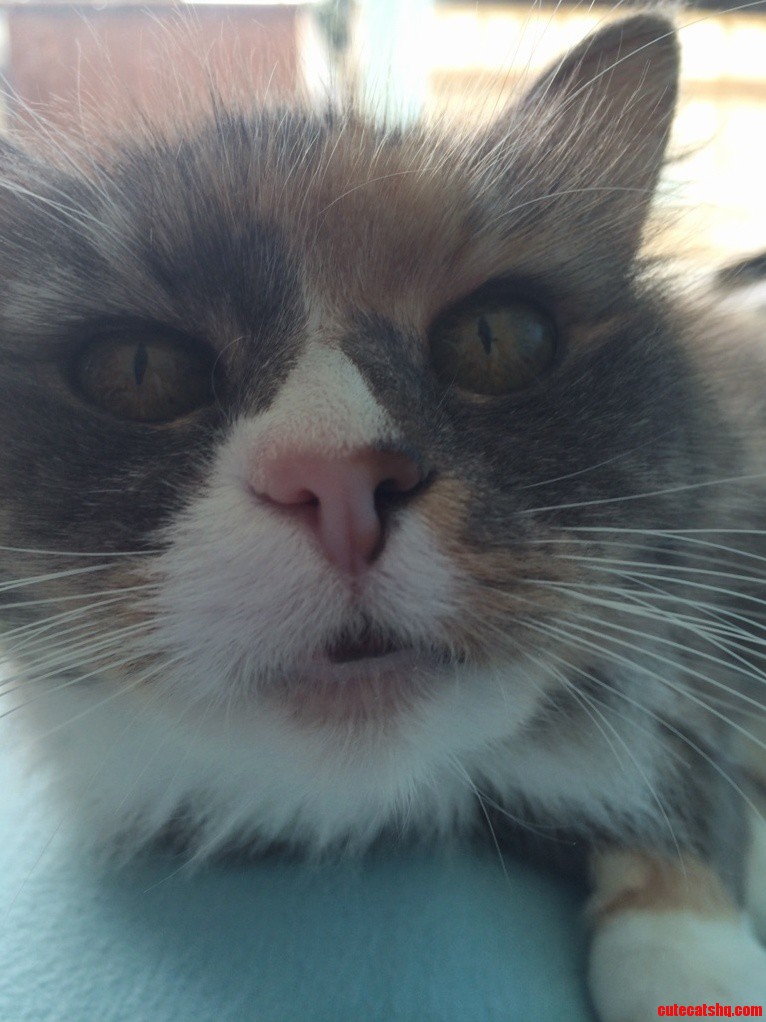 Meet Scout. Shes 10 in December and Still Super Cute.