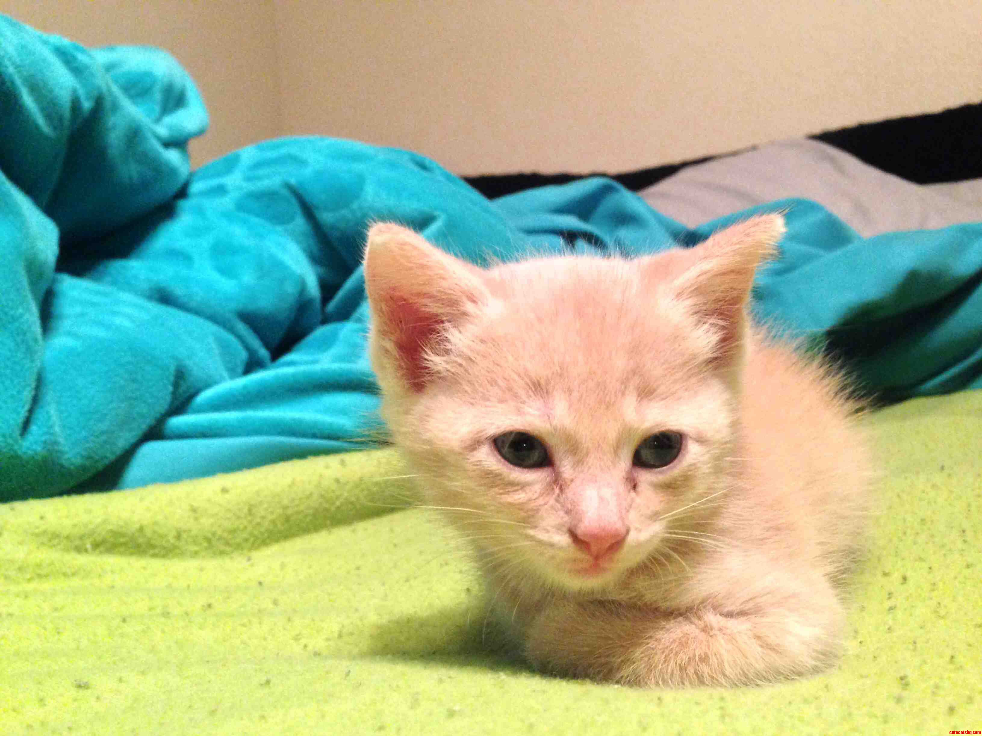 Meet This New Fella Named Zepellin
