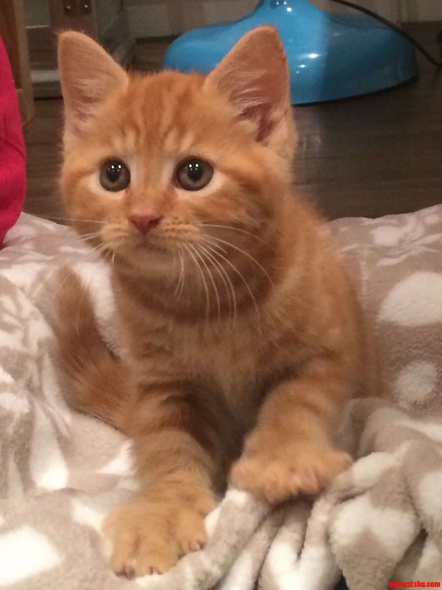 Meet Webster.