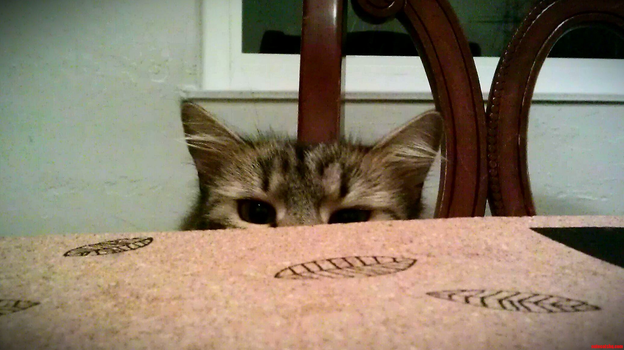 Mila Looking Across the Table at My Plate.