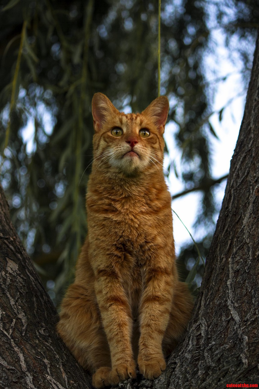 Minik the Stray Cat