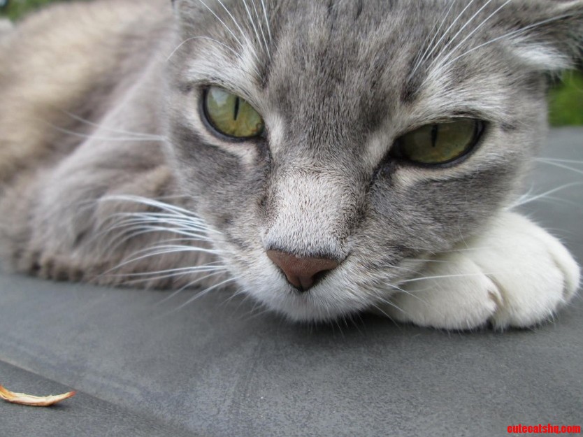 Miss Lilly