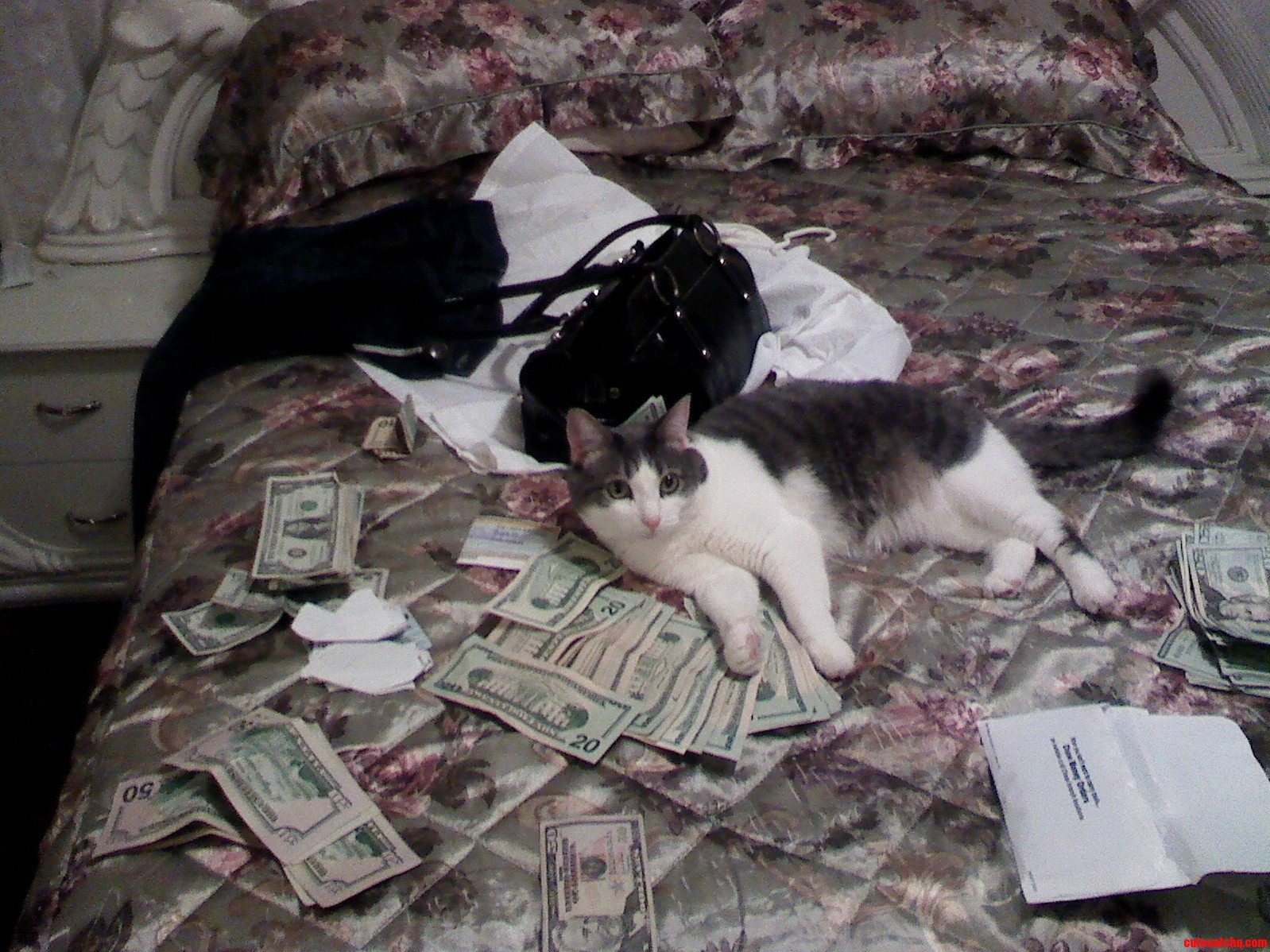 Money Attracts the Pu Y