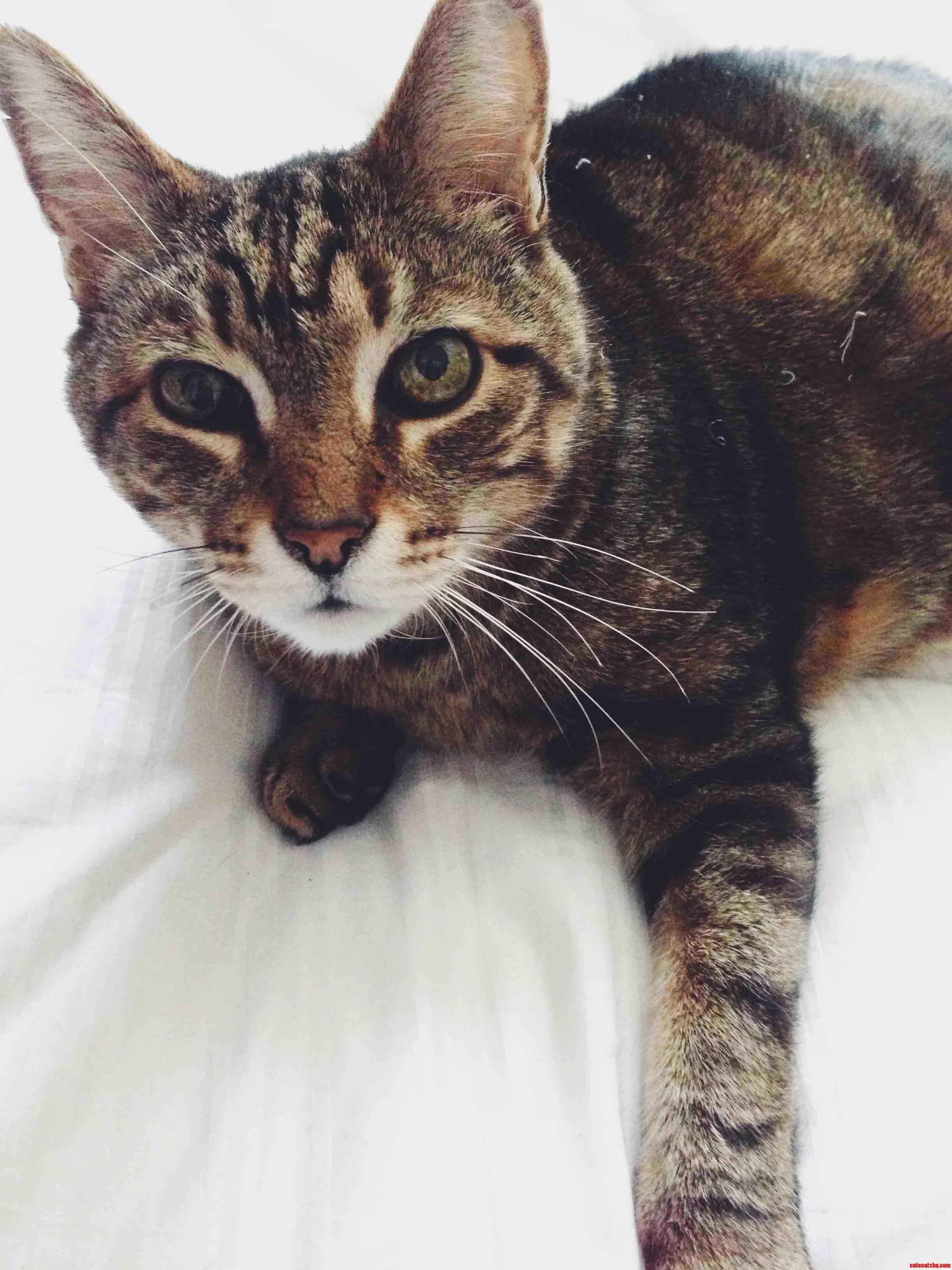 My 20lb Furry Best Friend.