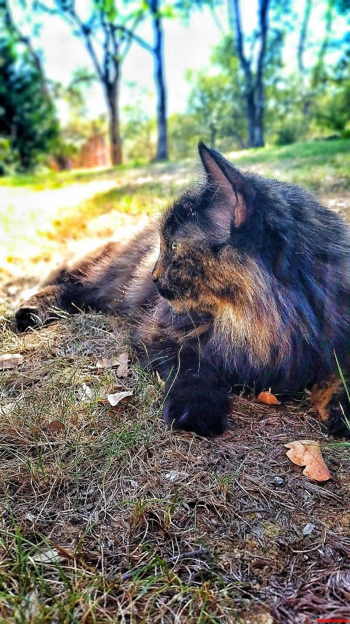 My Beautiful Cat Named Pudding
