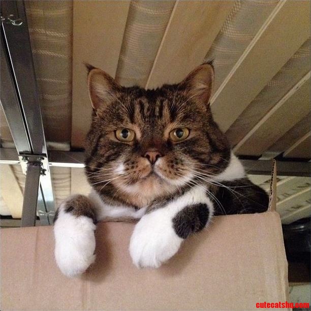 My Brothers Cat Bam Bam.