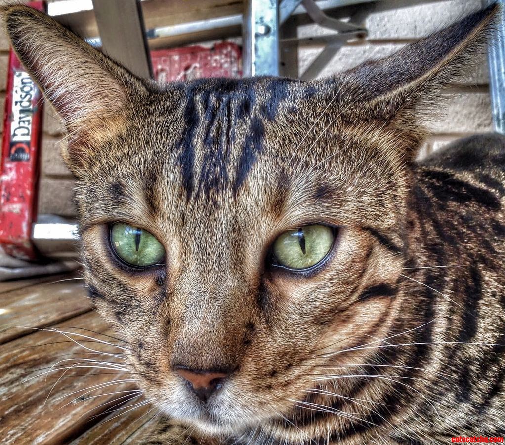 My Bud Boris