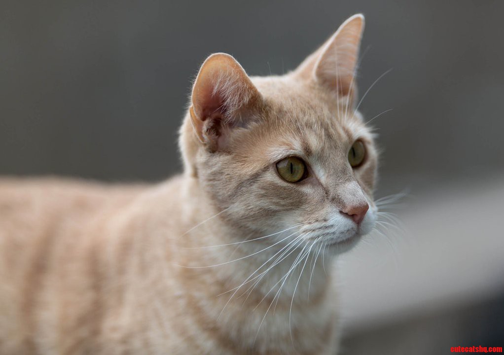My Cat Cabbage Posing for His Portrait.