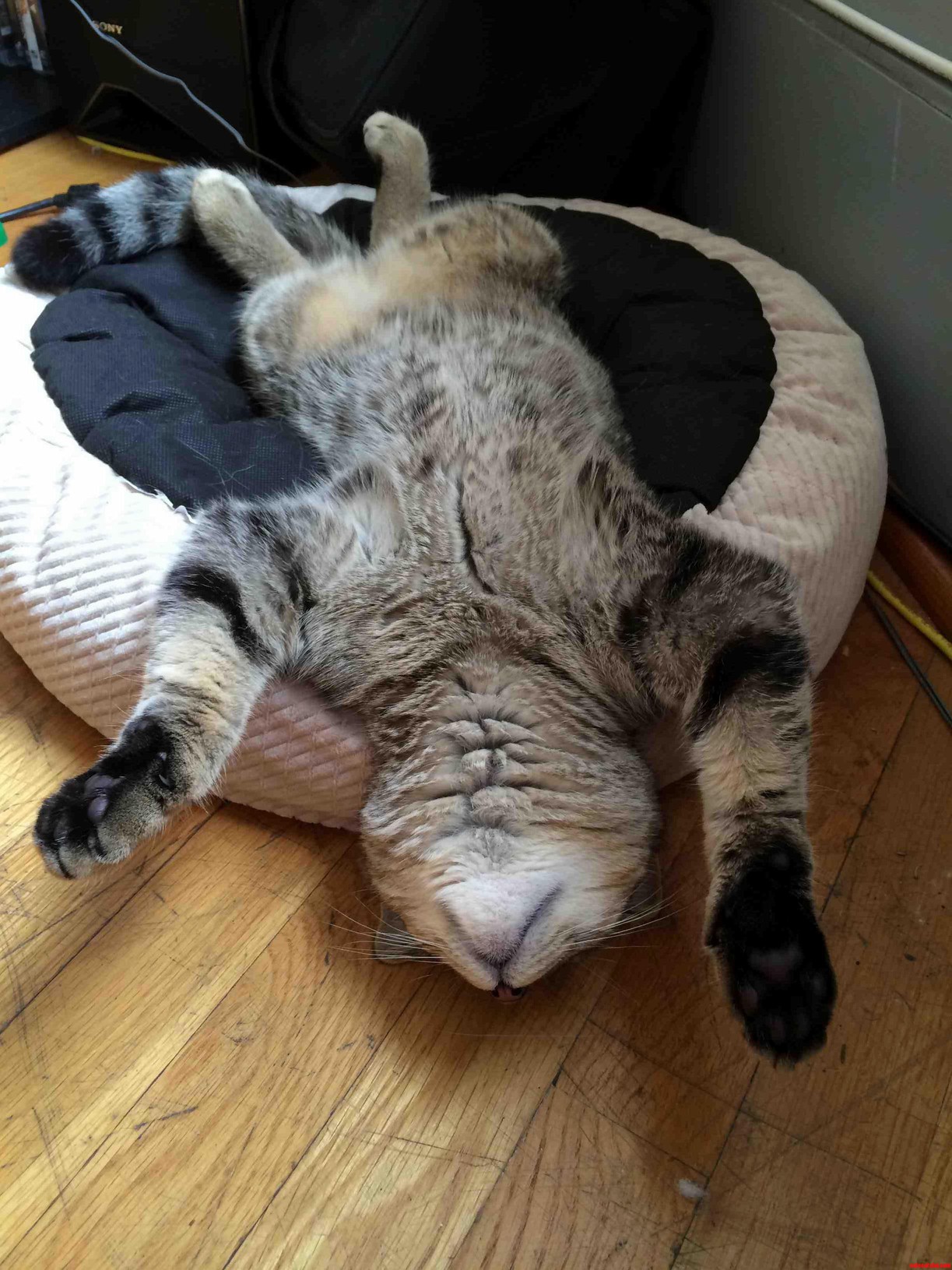 My Cat Despised Her New Bed When I Tried to Put Her in It. So I Turned the Bed Upside-down.