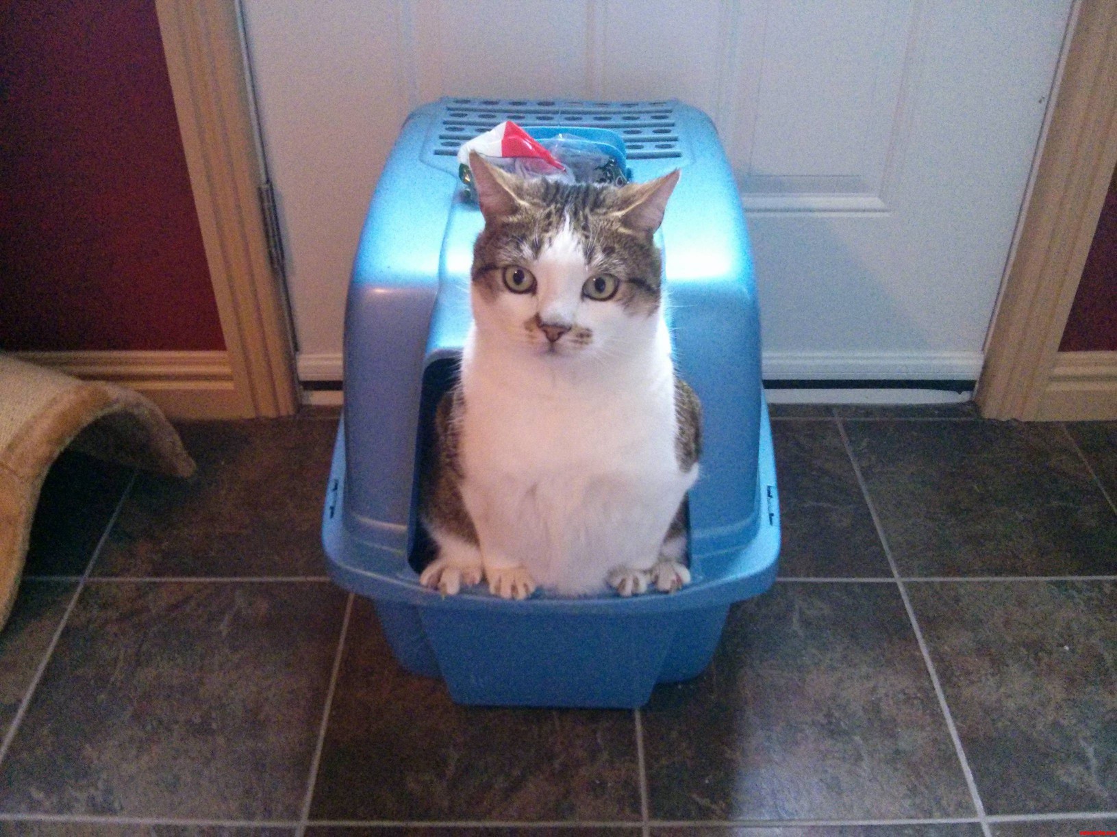 My Cat Expects the Box Cleaned Twice a Day. Today He Had to Go Before I Got a Chance
