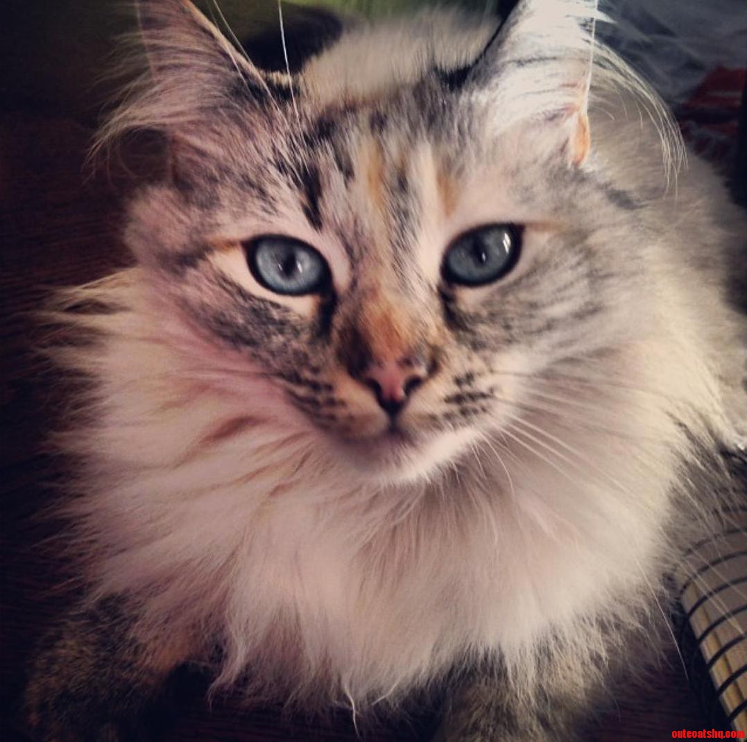 My Cat Gravy