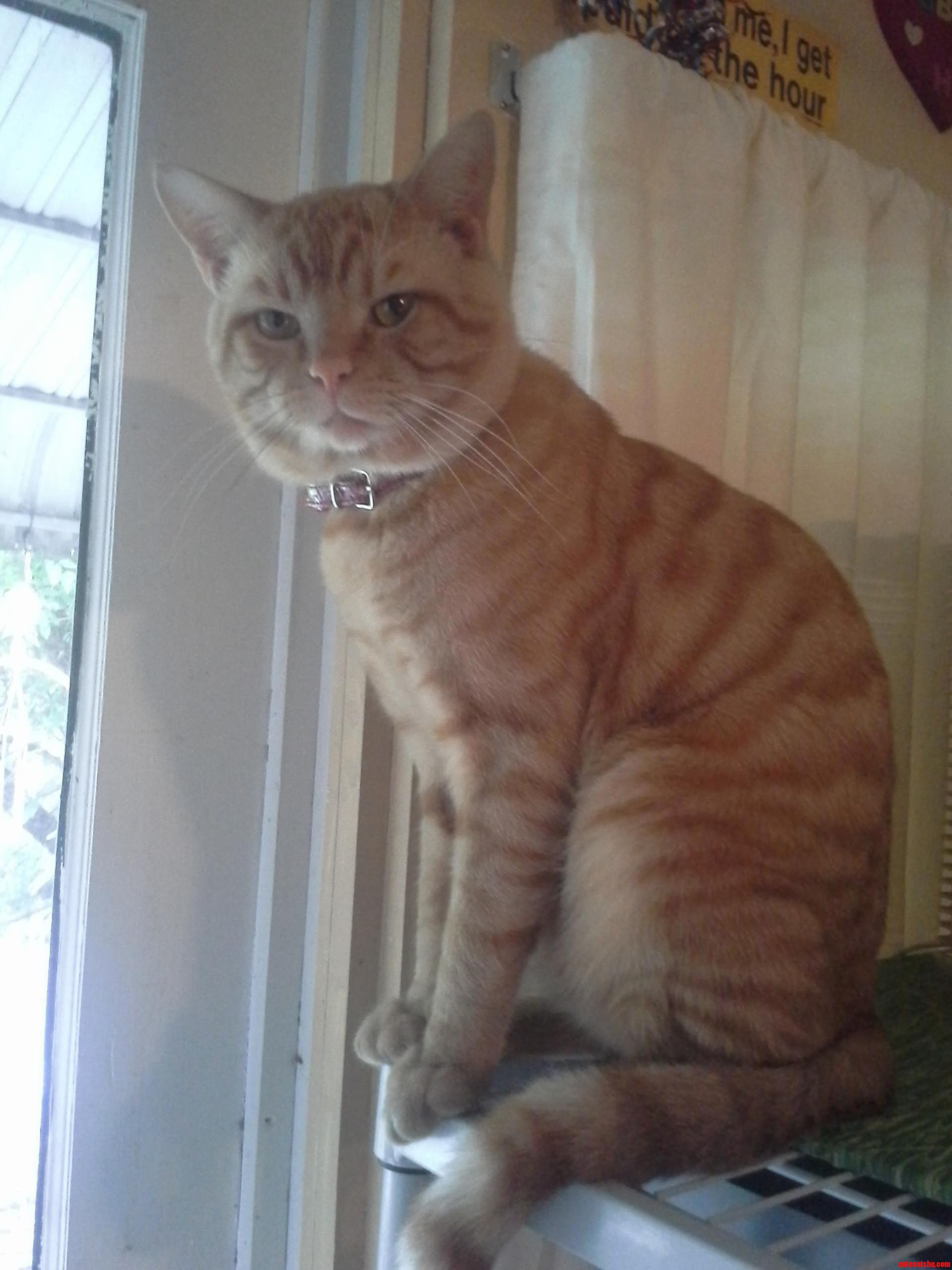My Cat Has a Fat Face. but Its Really Cute.