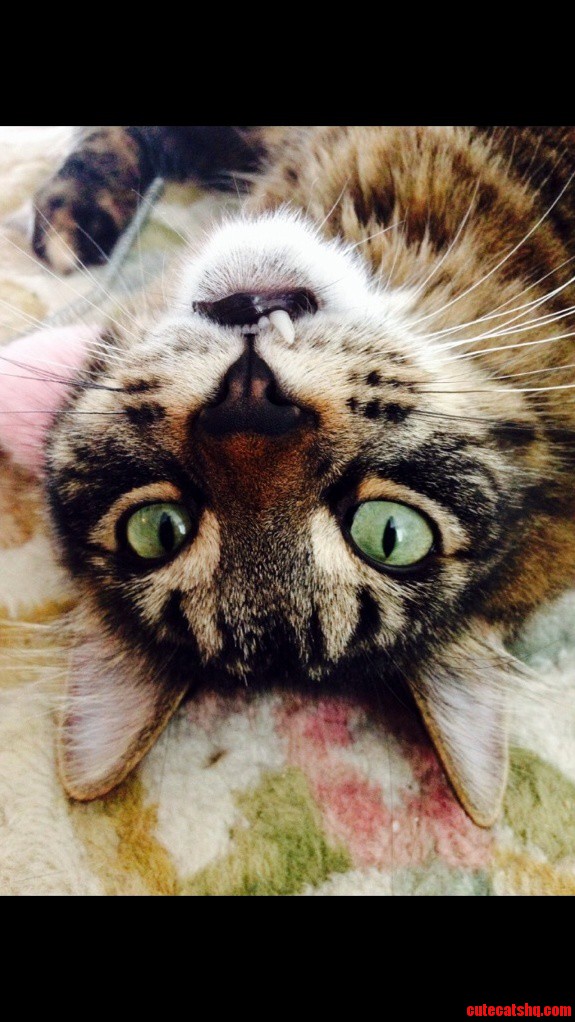 My Cat Has a Snaggle Tooth