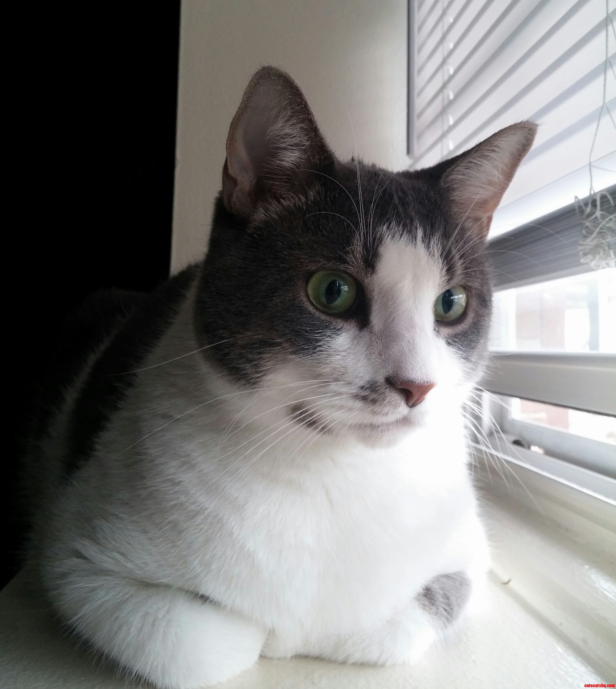 My Cat Has Seem Some Stuff