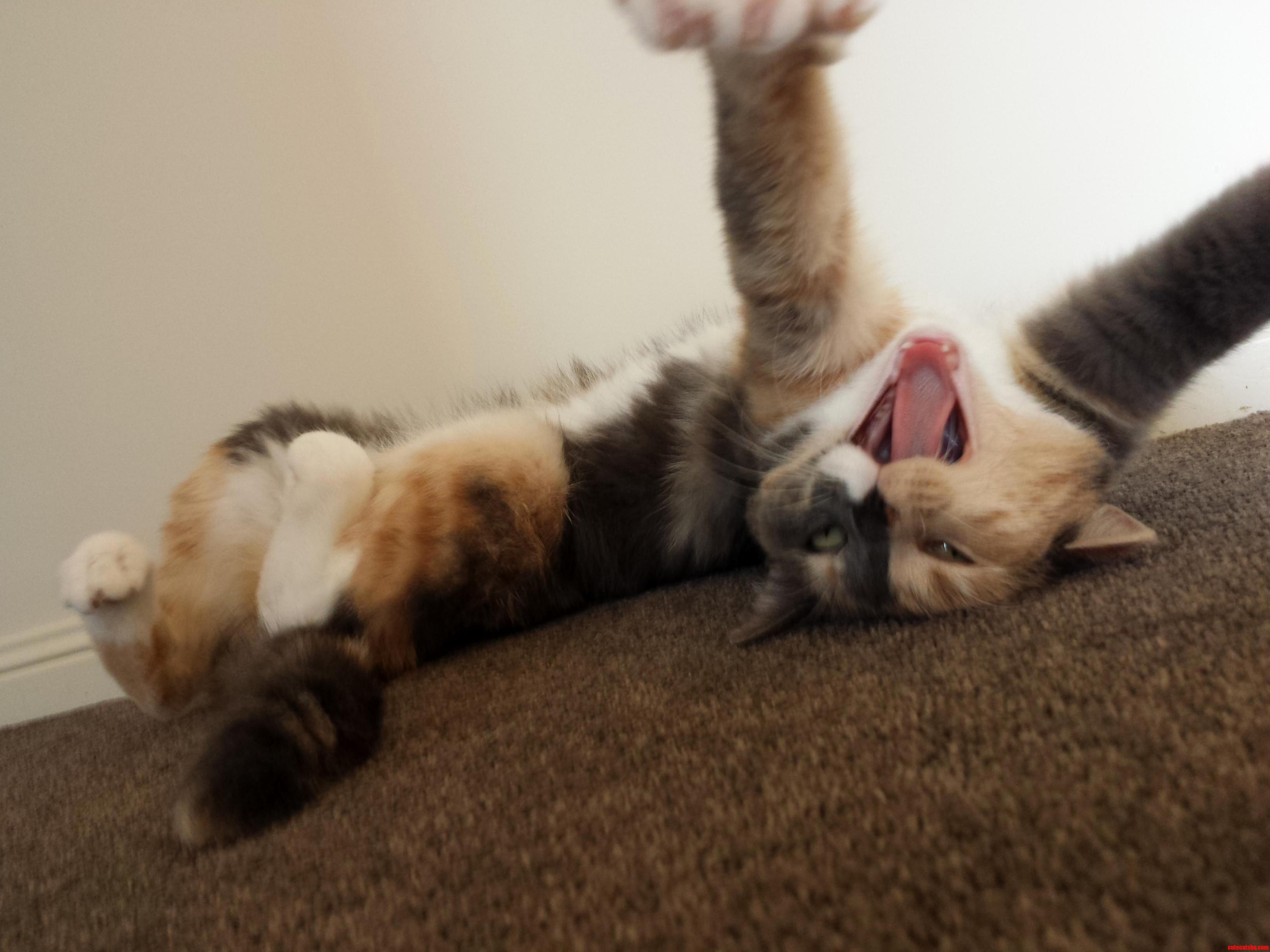 My Cat Is a Little.... Special