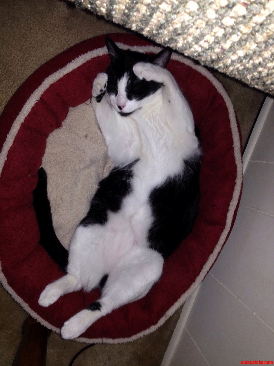 My Cat Is Such a Back Sleeper