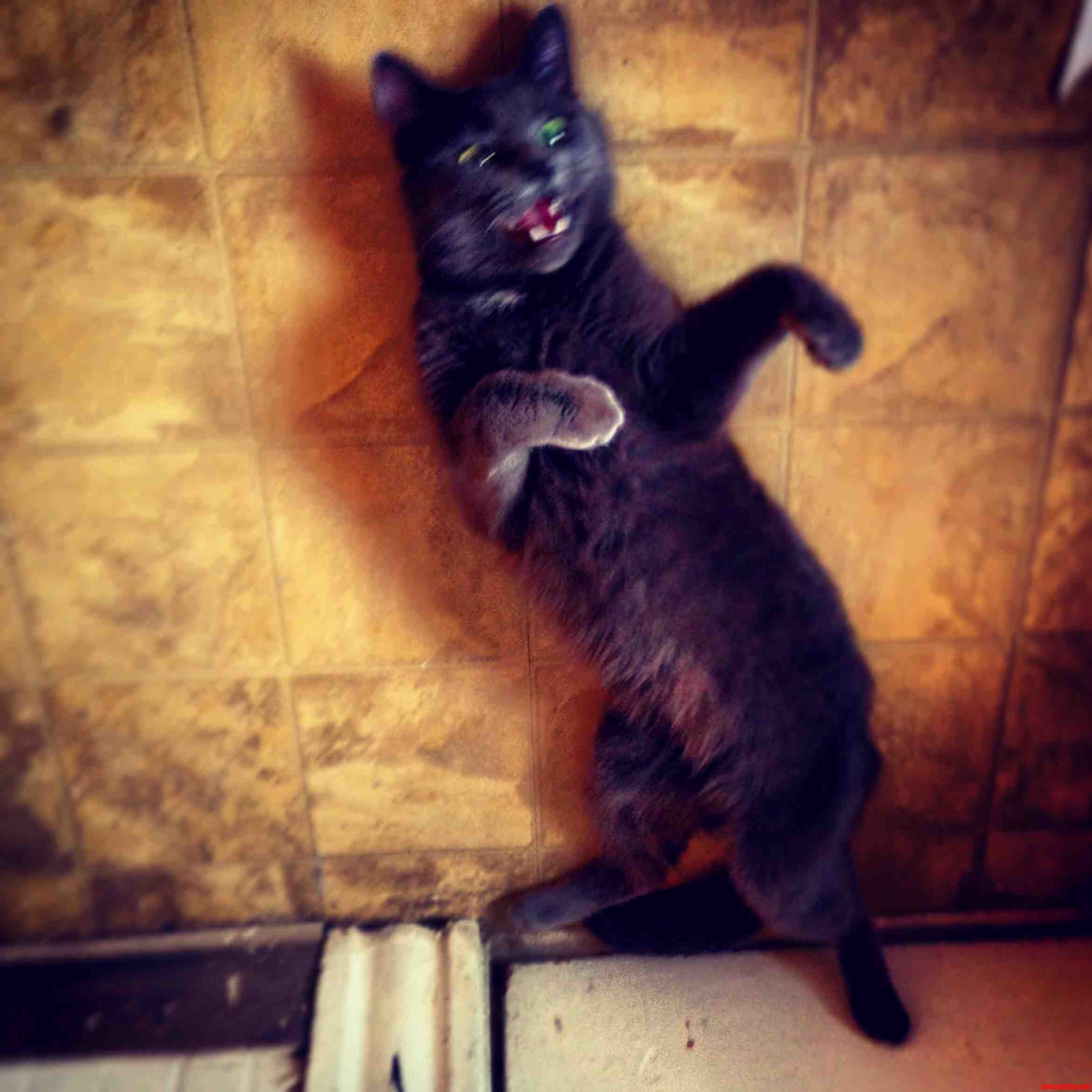 My Cat Likes to Do the Thriller