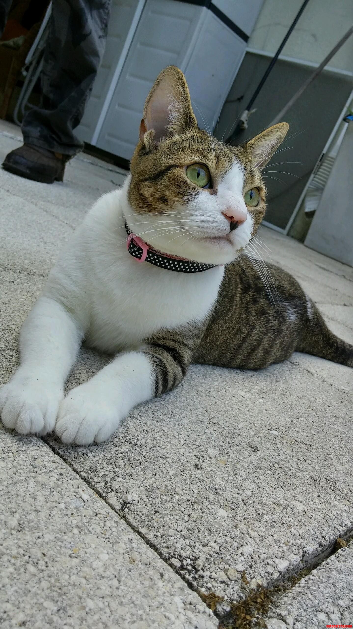 My Cat Named Cat