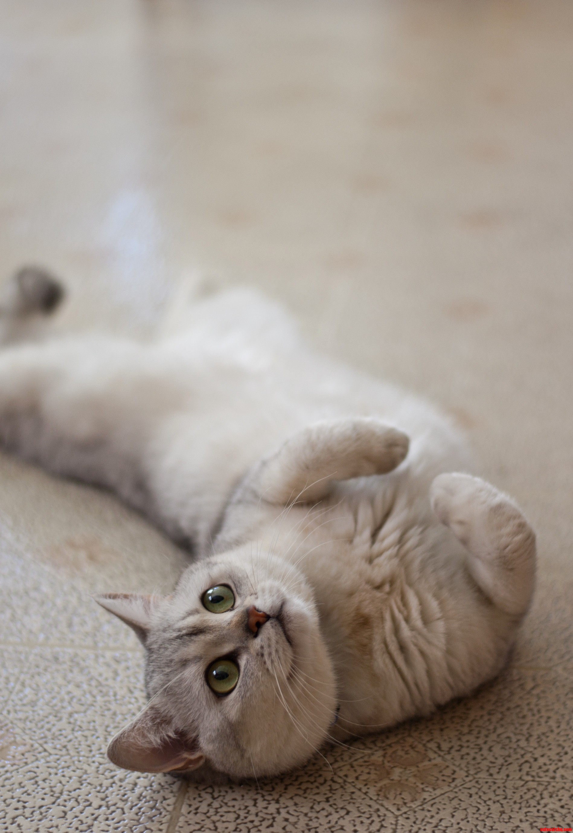 My Cat Rigby