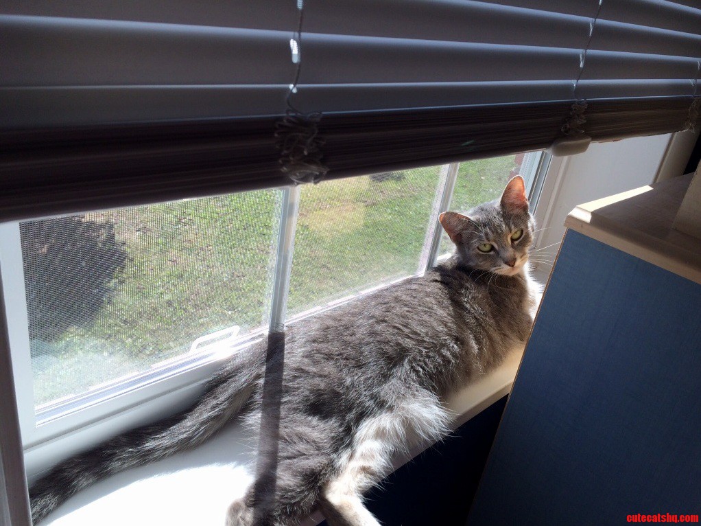 My Cats and One of Them Is on My Window Sill with This Look on Her Face. She Loves Me.