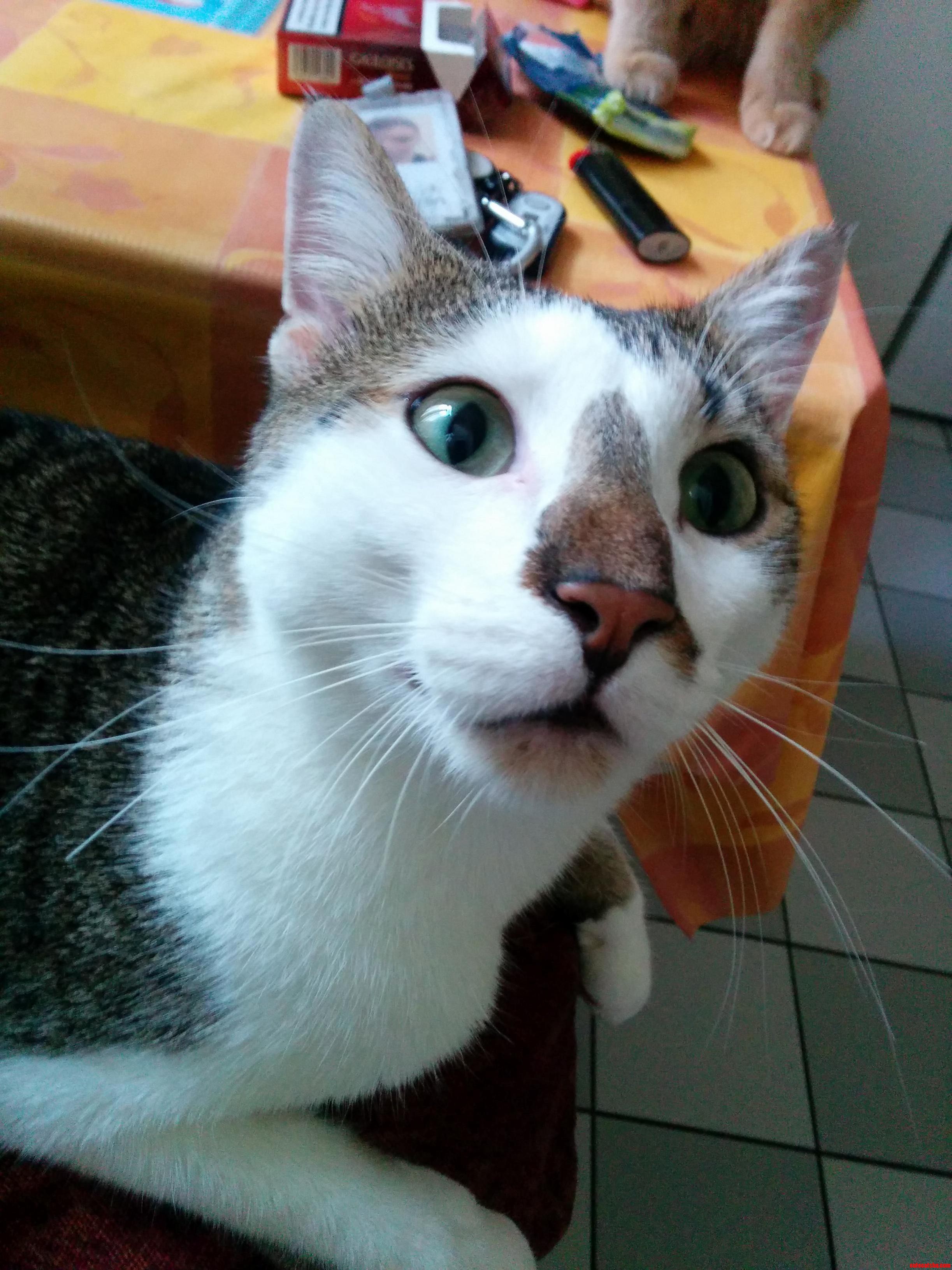 My Cats Really Dont Want Me to Go Anywhere I Guess
