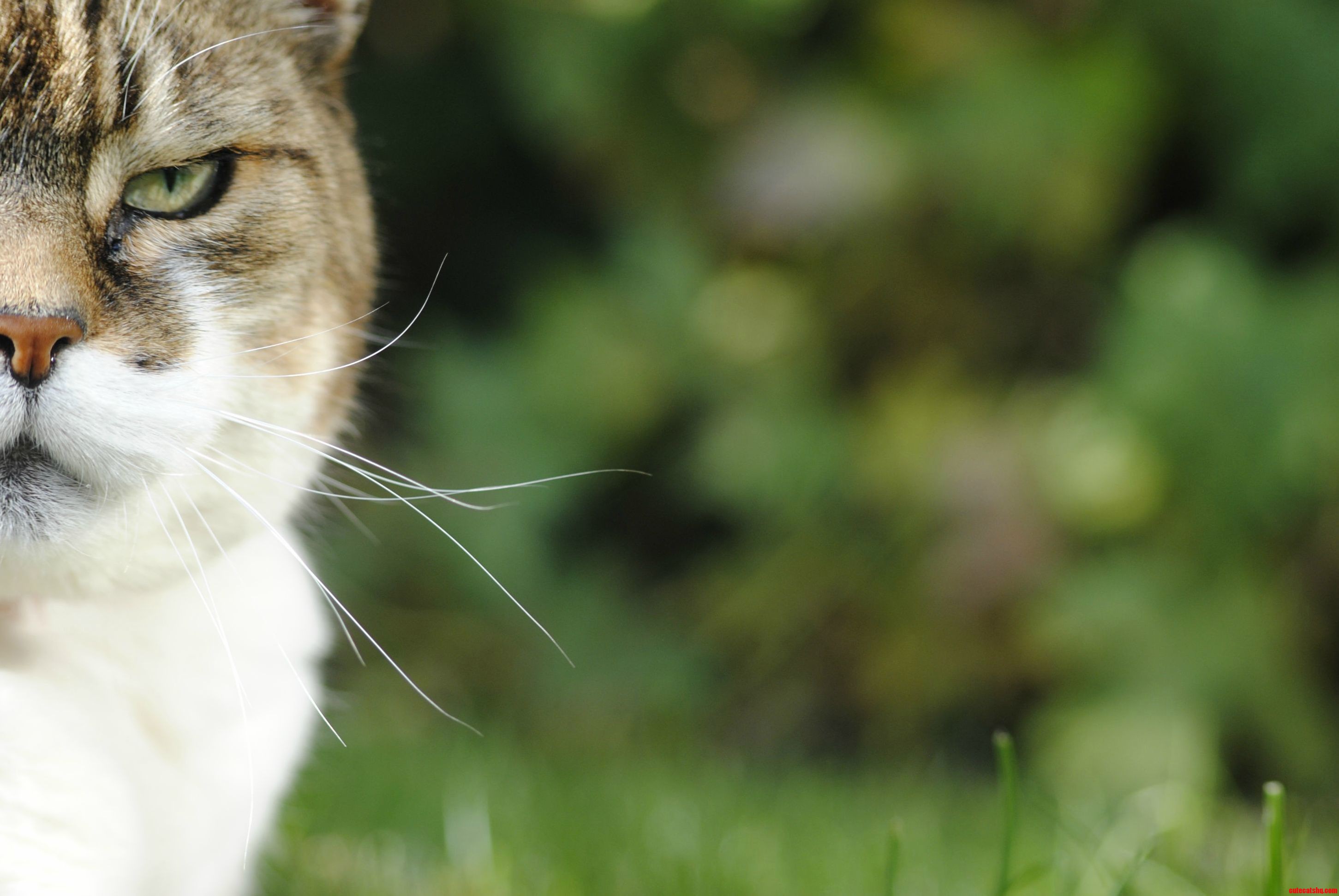 My Eldest Cat Was Quite the Grumpy One.