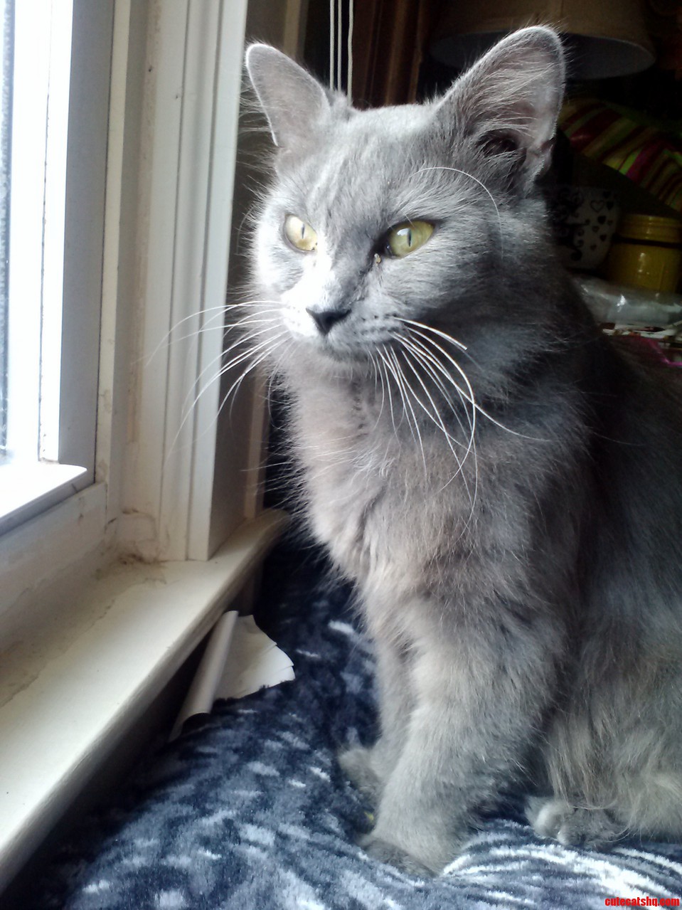 My Fabulous Beast. Ashby.