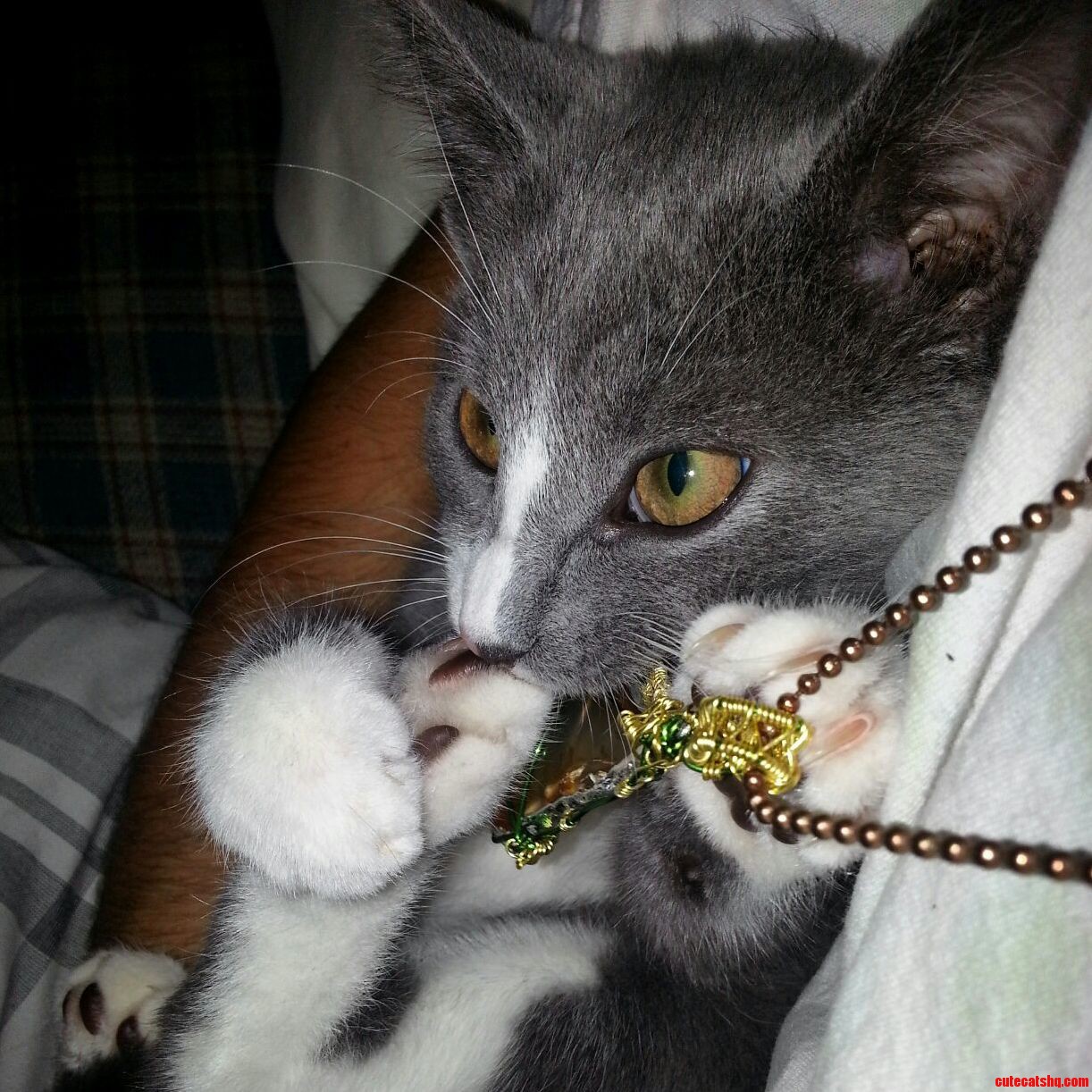 My First Time Owning a Cat Meet Nebula