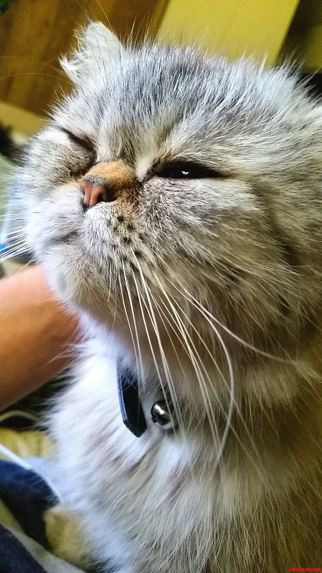 My Friend Got a New Girl. Her Cat and I Were the Third Wheels.
