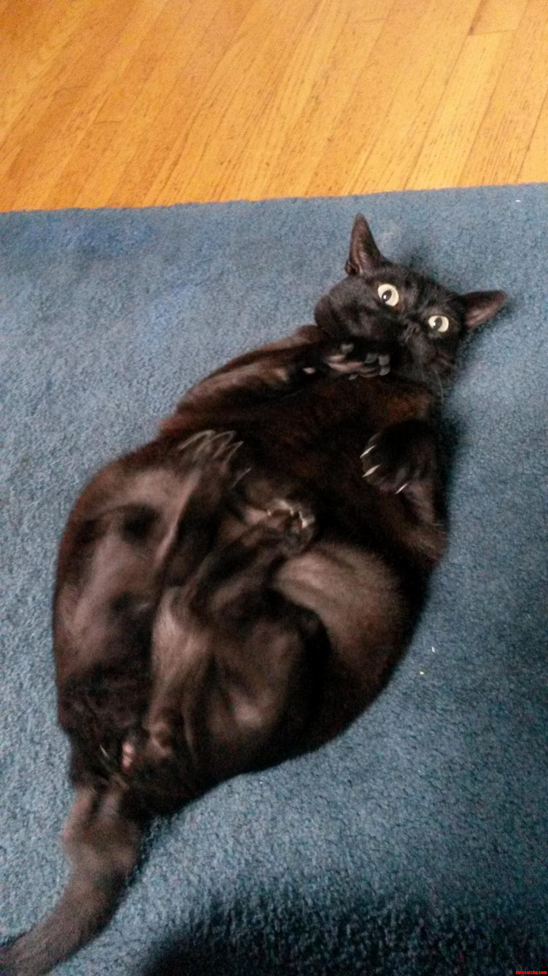 My Gfs Cat Is a Little Heavy